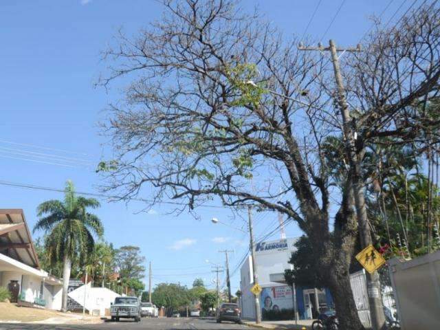 MS est&aacute; h&aacute; 33 dias sem chuva e a culpa &eacute; do veranico; entenda