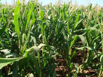  Produtores dependem da chuva para evitar perdas na colheita do milho