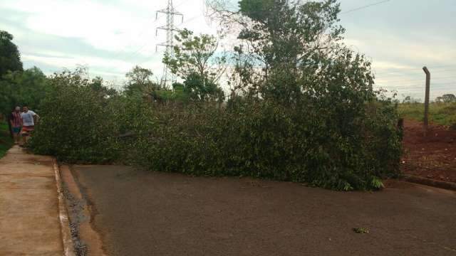 &Aacute;rvore de cinco metros cai em temporal e interdita rua no Jardim Aeroporto 