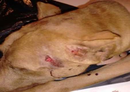 Tamanduá bandeira invade casa e mata pitbull em Jardim
