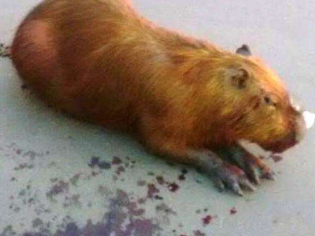 Risco aos humanos e acidentes podem retirar animais da Lagoa Maior