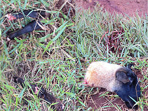  Donos oferecem recompensa para quem denunciar invasor que esquartejou ovelha