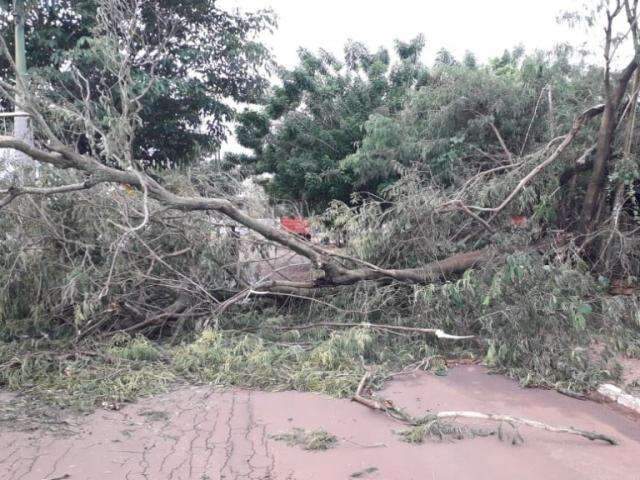 Tempestade com ventos de 48 km/h derrubam &aacute;rvores em Maracaju 