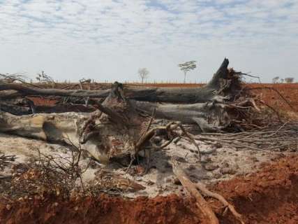 PMA multa em R$ 111 mil fazendeiro que incendiou árvores 