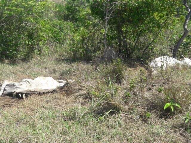 Pecuarista é multado em R 23 mil por deixar gado morrer de fome e sede