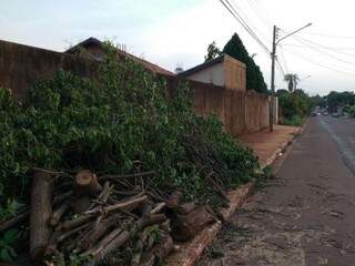 Árvores centenárias cortadas na rua Mém de Sá (Foto: Direto das ruas) 