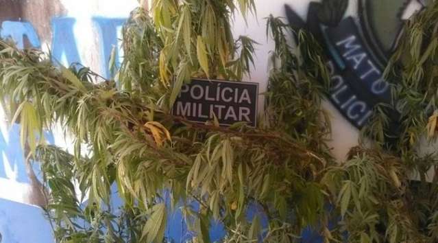 PM prende homem que plantou  um p&eacute; de maconha no fundo do quintal de casa