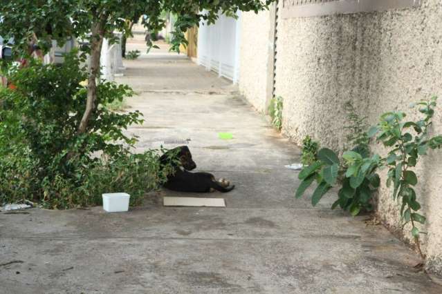 Donos se mudam para SC e abandonam c&atilde;o machucado no Amamba&iacute;