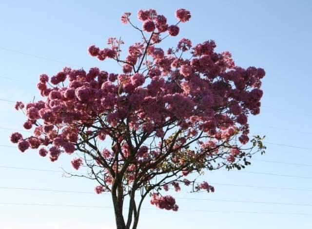 Ip&ecirc;s rosas colorem cidade e se voc&ecirc; quer plantar um tem que agir r&aacute;pido