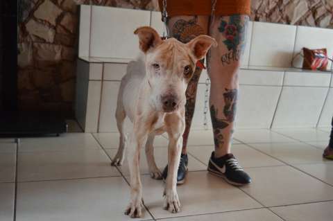 Todos querem Bolt: resgate de cão debilitado vira caso de polícia