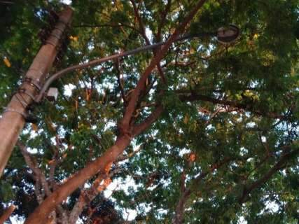 Árvores cobrem poste de energia e prejudicam iluminação pública 