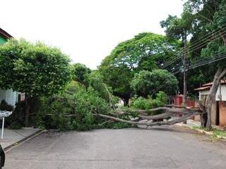 Temporal derrubou 32 árvores. (Foto: Rodrigo Pazinato)