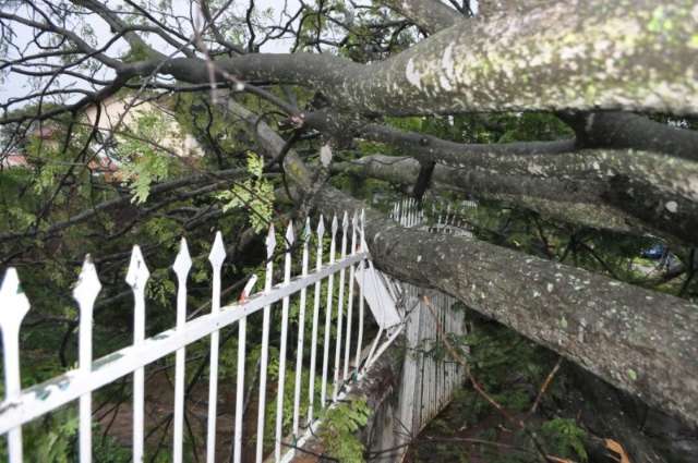 Chuva e vento derrubam &aacute;rvore e deixam moradores sem energia