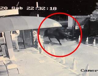 Imagem mostra momento em que o animal saiu do condomínio. (Reprodução vídeo)