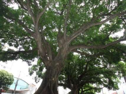 Após morte de figueira centenária, árvores recebem novo tratamento em avenidas
