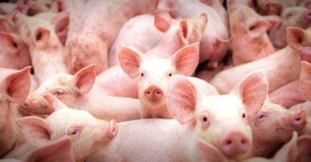 Governo de MS moderniza programa de suinocultura para ampliar sustentabilidade