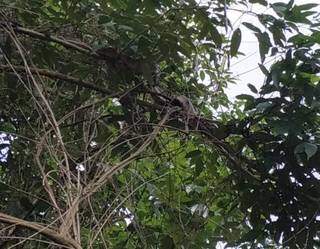 Moradora conseguiu ver jiboia no topo da árvore (Foto: Direto das Ruas)
