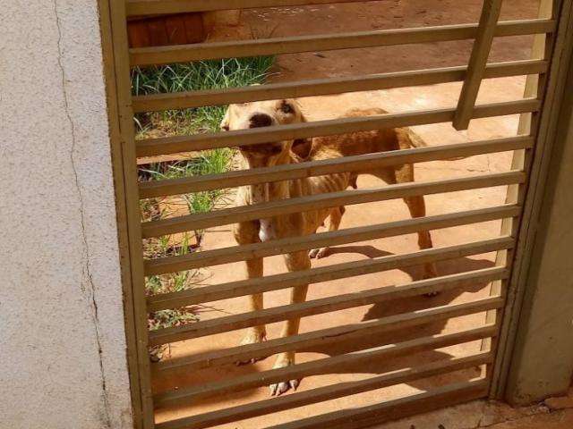 Casal de pitbulls &eacute; abandonado e dono de 27 anos alega sofrer de depress&atilde;o