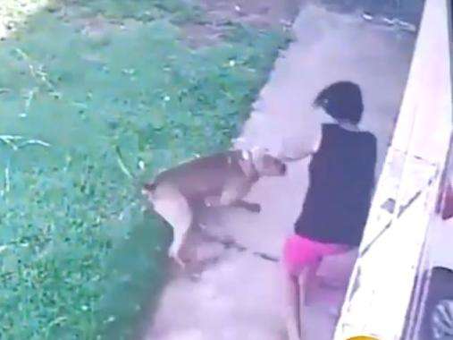 Ataque de Pitbull e execu&ccedil;&atilde;o na fronteira s&atilde;o v&iacute;deos mais vistos da semana