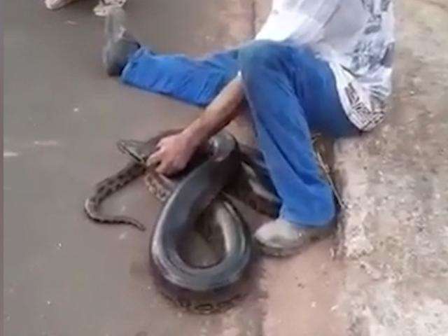 Sucuri de 7 metros &eacute; capturada por moradores na rua e vira assunto na cidade