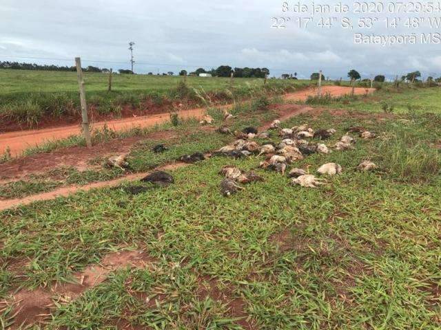 Grupo encontra 100 galinhas mortas em rodovia e PMA busca respons&aacute;vel