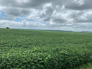 Lavoura de soja em Mato Grosso do Sul. (Foto: Arquivo) 