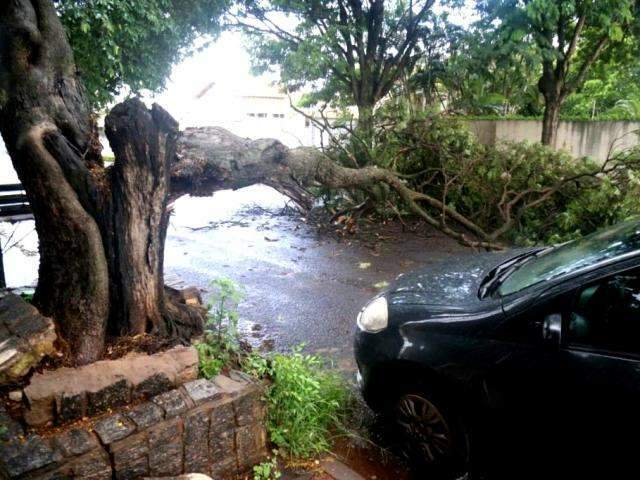 &Aacute;rvore cede com chuva, despenca e interdita rua no Monte L&iacute;bano