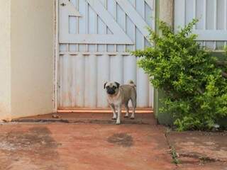 Cachorro da raça pug próximo ao portão de residência (Foto: Marcos Maluf)
