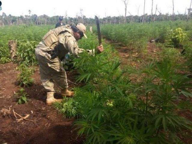 Pol&iacute;cia paraguaia destr&oacute;i acampamentos e 26 hectares de maconha