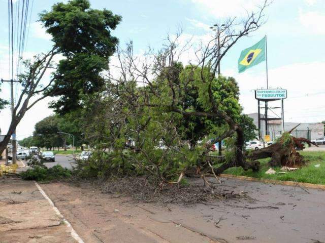 Queda de &aacute;rvore interdita pista de avenida e assusta moradores