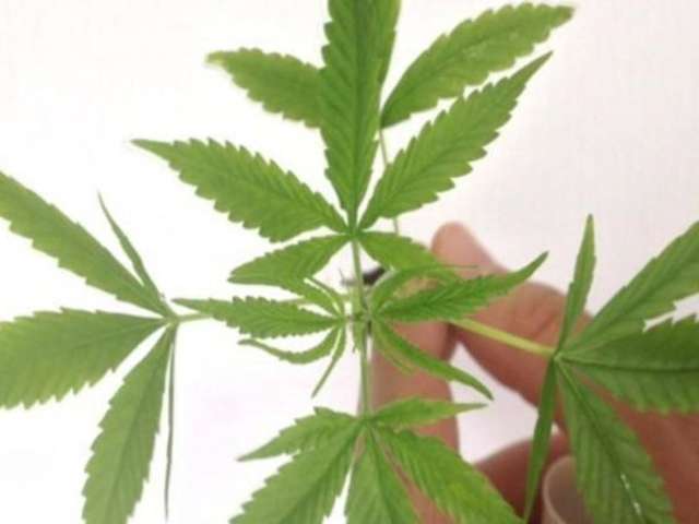 Fabrica&ccedil;&atilde;o e venda de produtos derivados da cannabis entram em vigor