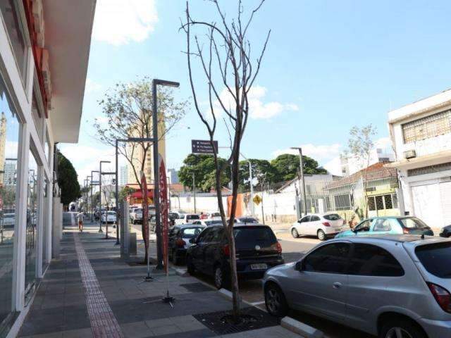 &Aacute;rvores n&atilde;o vingam e prefeitura ter&aacute; de refazer paisagismo na 14 de Julho