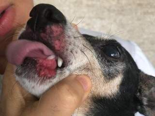 Dono mostra a boca de cachorro machucada (Foto: Direto das Ruas)
