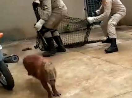 Capivara d&aacute; baile em militares, mas &eacute; capturada ap&oacute;s passeio por com&eacute;rcio 