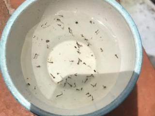 Recipiente infestado com as larvas do mosquito. (Foto: Divulgação) 