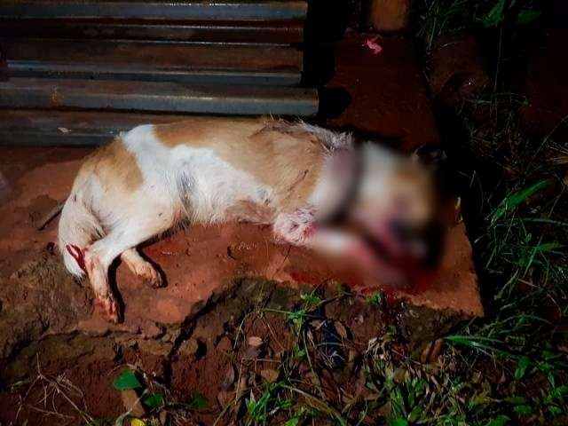 Mulher pode ser condenada a um ano de pris&atilde;o por morte de cadela 