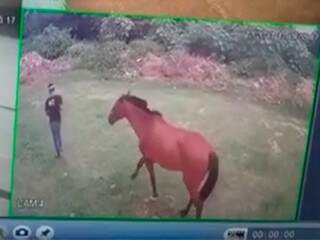 Cavalo foi levado por homem ainda não identificado na manhã de domingo (12). (Foto: Reprodução/vídeo)