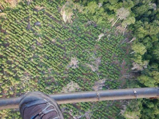Com apoio brasileiro, Paraguai destr&oacute;i 85 hectares de ro&ccedil;as de maconha
