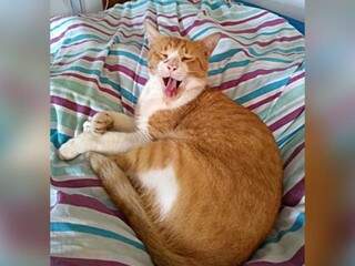 Carlinhos é o gato que manteve uma vida dupla para comer ração (Foto: Arquivo pessoal)