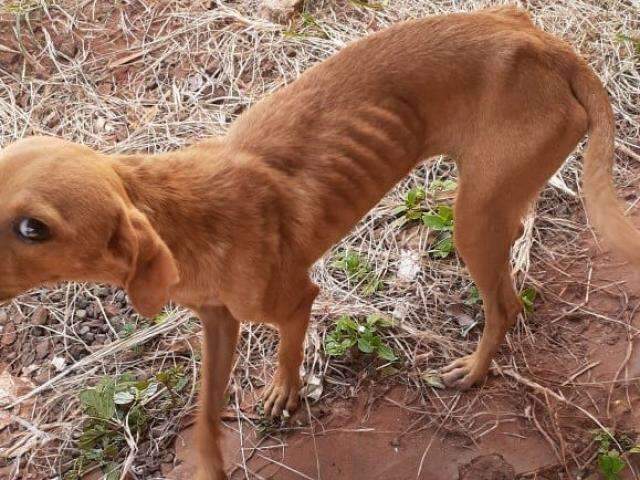 C&atilde;es sem comida h&aacute; dias s&atilde;o salvos e dona &eacute; multada em R$ 2 mil