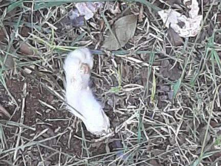 Animais s&atilde;o encontrados decapitados e mutilados em frente a resid&ecirc;ncia 