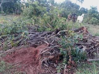 PMA flagrou desmatamento de 25 hectares em Camapuã (Foto: PMA/Divulgação)