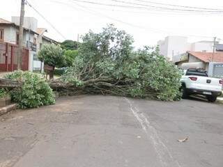 Carro precisa desviar de árvore caída na Alagoas (Foto: Marcos Maluf)