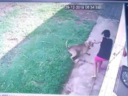 Pitbull escapa de residência e ataca mulher no Morada do Sol