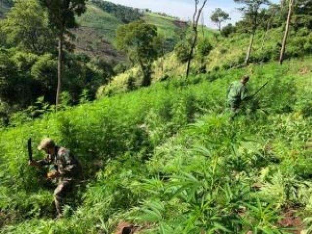 Pol&iacute;cia paraguaia destr&oacute;i 11 hectares de maconha na fronteira de MS