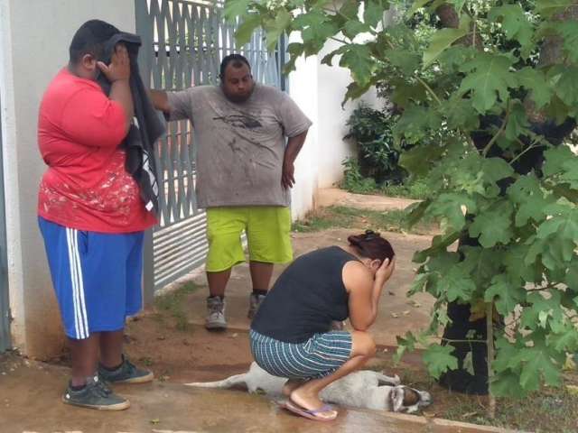 Abelhas matam c&atilde;es Pitoco e George em ataque a vizinhos de ferro-velho
