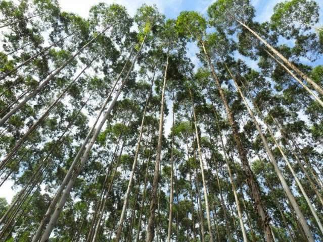 Maior exportador de celulose do Pa&iacute;s, MS vai expandir setor florestal em 2020