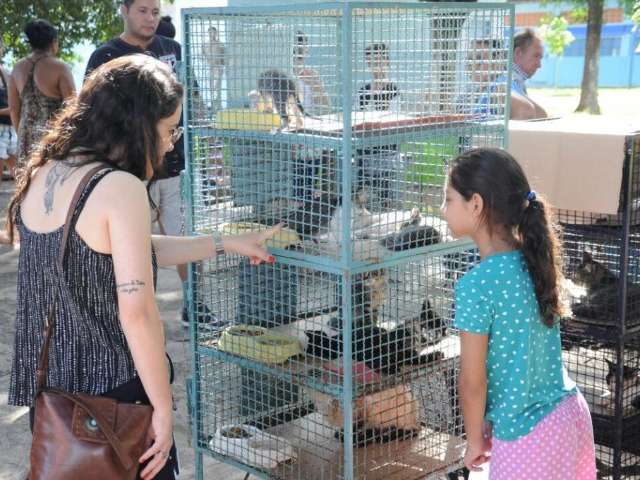 Em feira de ado&ccedil;&atilde;o no s&aacute;bado, 60 c&atilde;es e gatos buscam uma fam&iacute;lia 