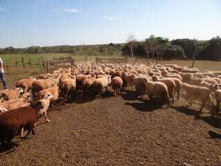 Rebanho de ovinos teve recuo de 5,3% no ano passado no Estado, segundo o IBGE. (Divulgação)