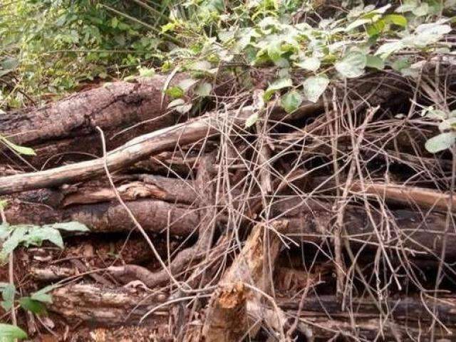 Desmatamento &eacute; visto por sat&eacute;lite e fazendeiro autuado por crime ambiental